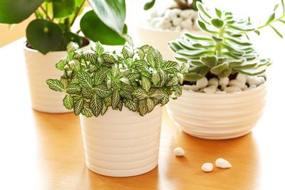 01-This-Simple-Trick-Will-Keep-You-From-Killing-Your-Houseplants_616364570-Olga-Miltsova-1024x683.jpg